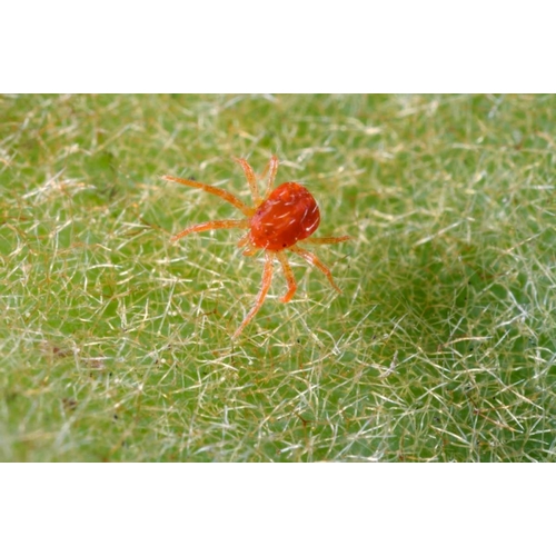California, Extreme close-up of a spider mite